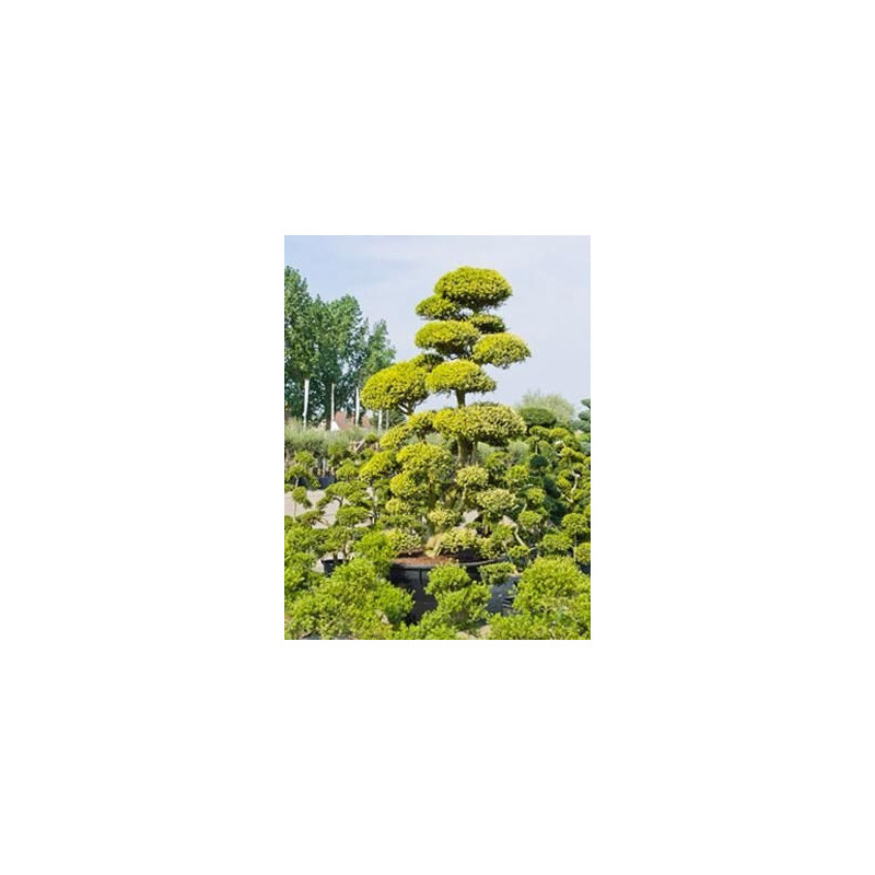 Ilex crenata - bonsaï 350 cm Ilex crenata - bonsaï 350 cm