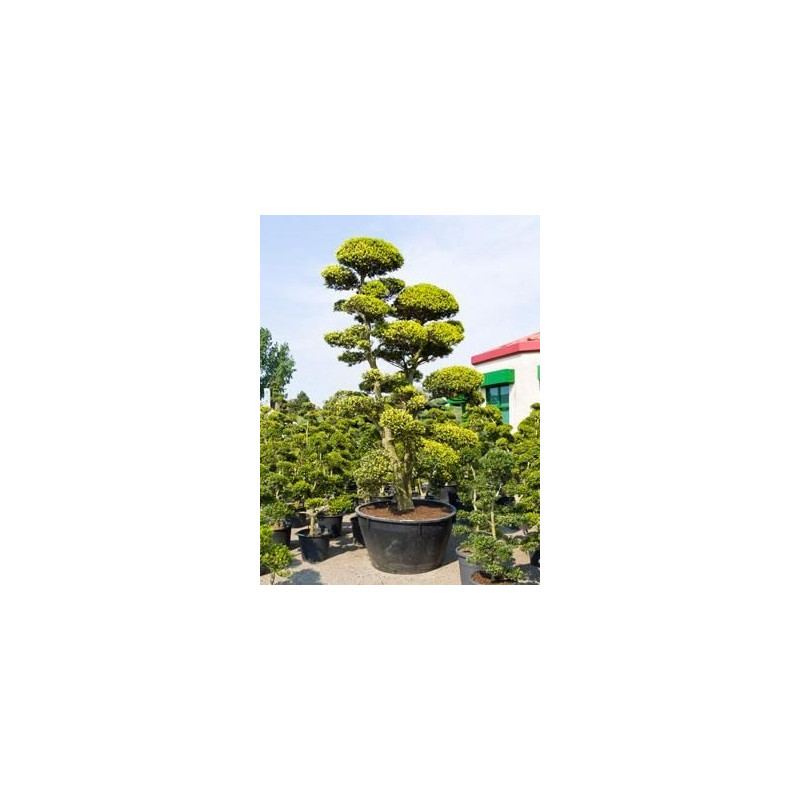 Ilex crenata - bonzaï 375 cm Ilex crenata - bonzaï 375 cm