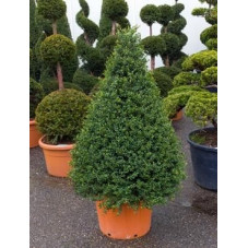 Ilex crenata - pyramide