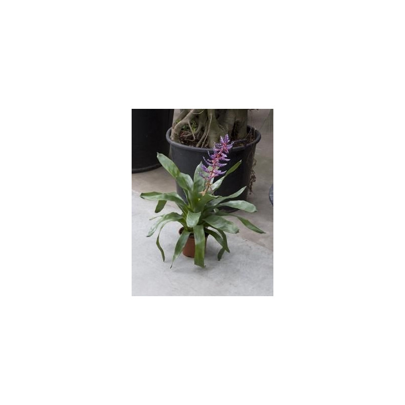 Aechmea blue rain Aechmea blue rain