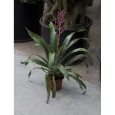 Aechmea Romero