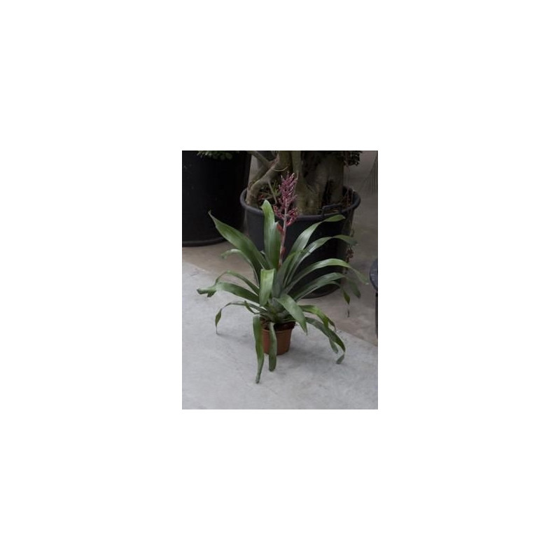 Aechmea Romero Aechmea Romero