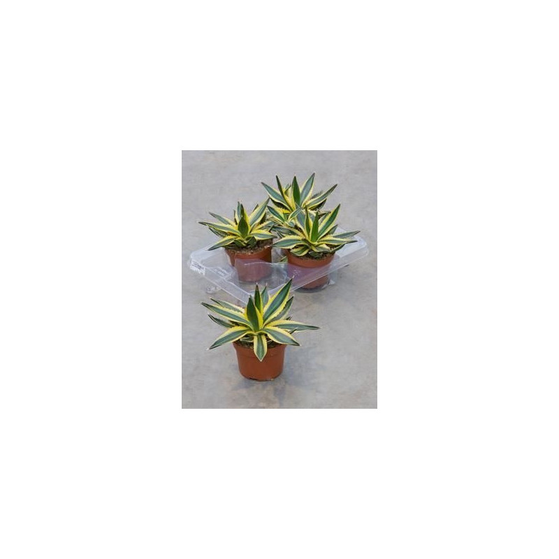 Agave lophantha 25 cm - pot diamètre 13 cm