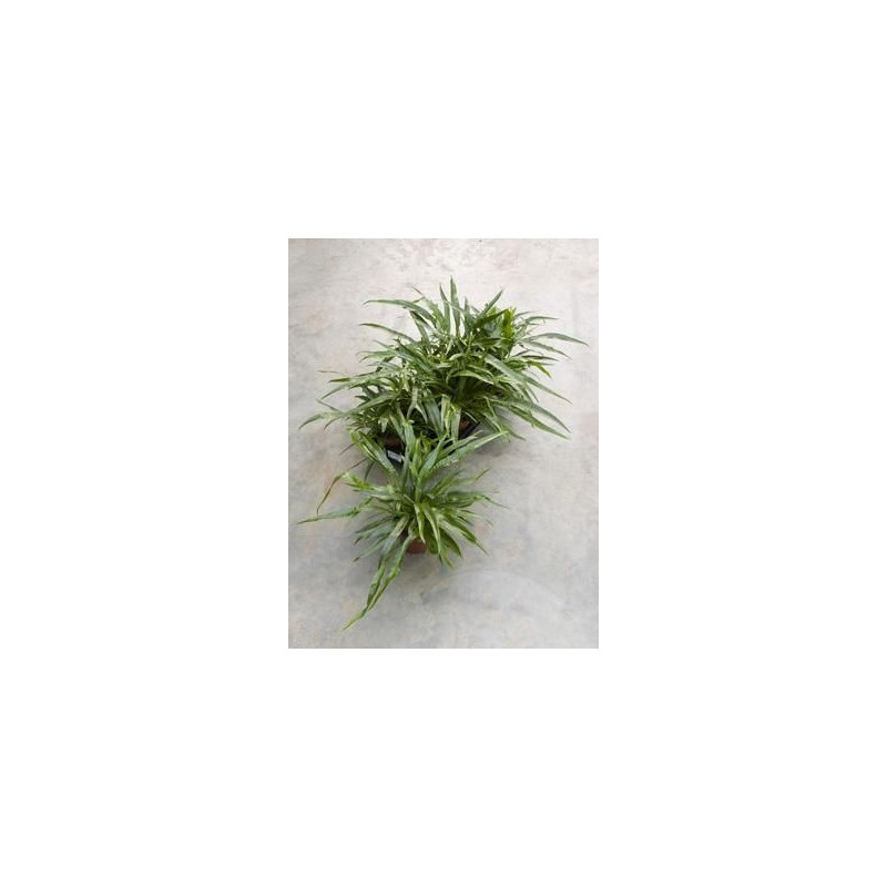 Aglaomorpha snake leaf ( lot de 2 u. ) Aglaomorpha snake leaf ( lot de 2 u. )