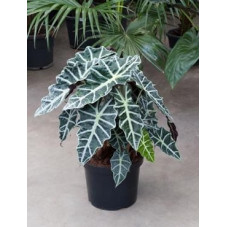 Alocasia  polly