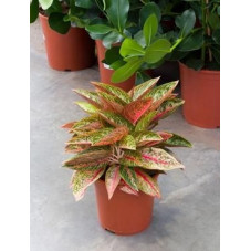 Aglaonema dynamic