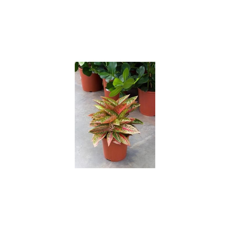 Aglaonema dynamic