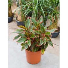 Aglaonema  creta