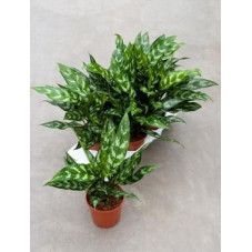 Aglaonema maria  - (  lot de 2 u. )