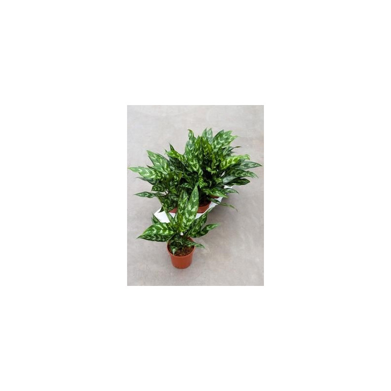 Aglaonema maria - ( lot de 2 u. ) Aglaonema maria - ( lot de 2 u. )
