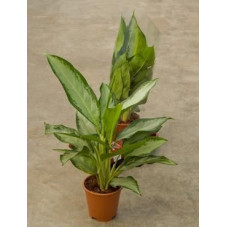 Aglaonema cleopatra