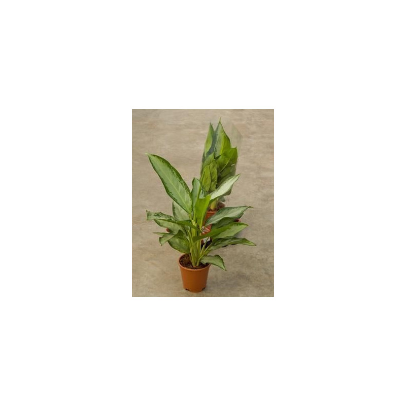 Aglaonema cleopatra Aglaonema cleopatra