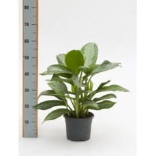 Aglaonema  silver bay