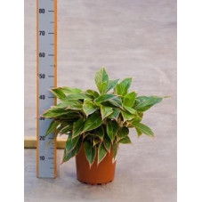 Aglaonema tivoli