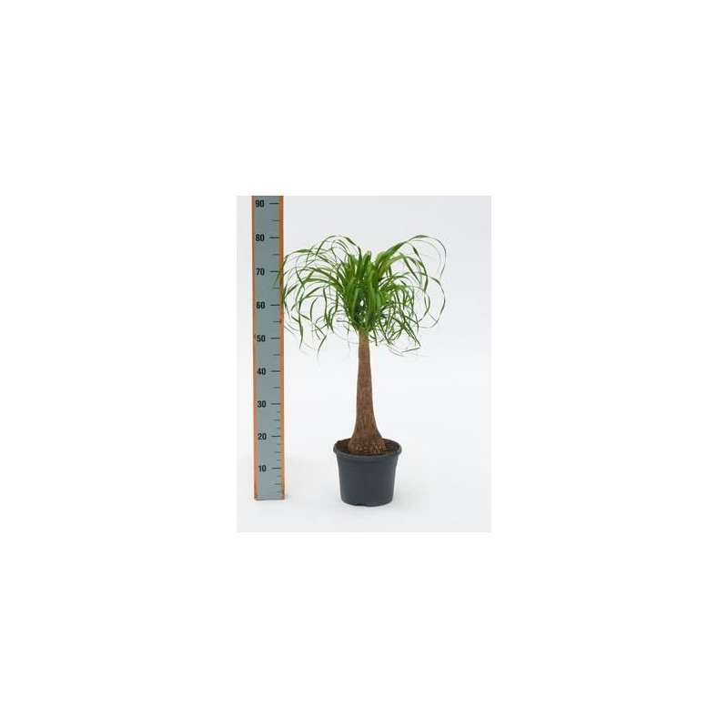 Beaucarnea recurvata tige Beaucarnea recurvata tige