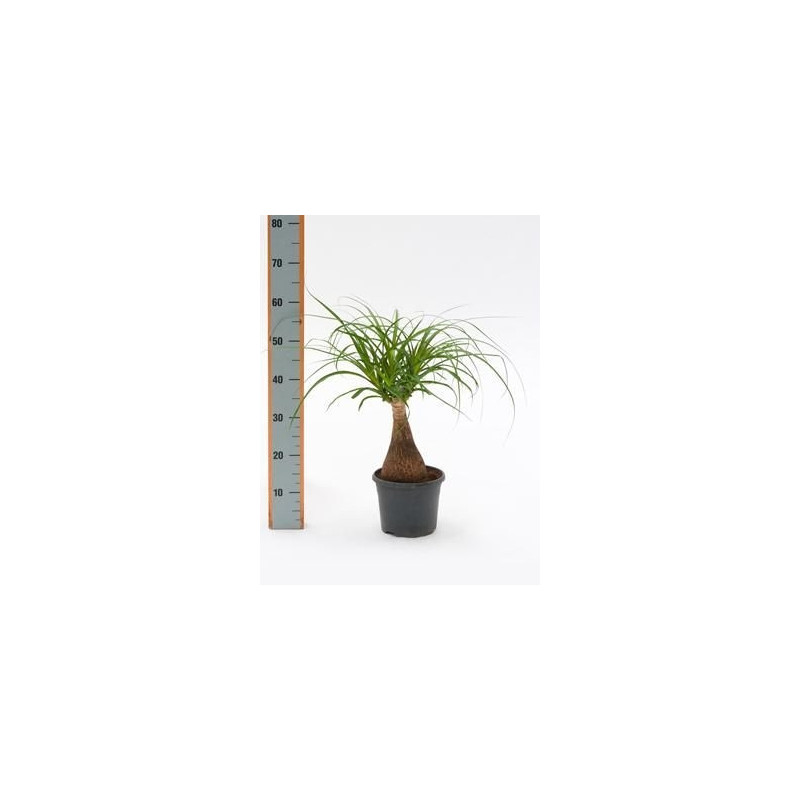 Beaucarnea recurvata Beaucarnea recurvata