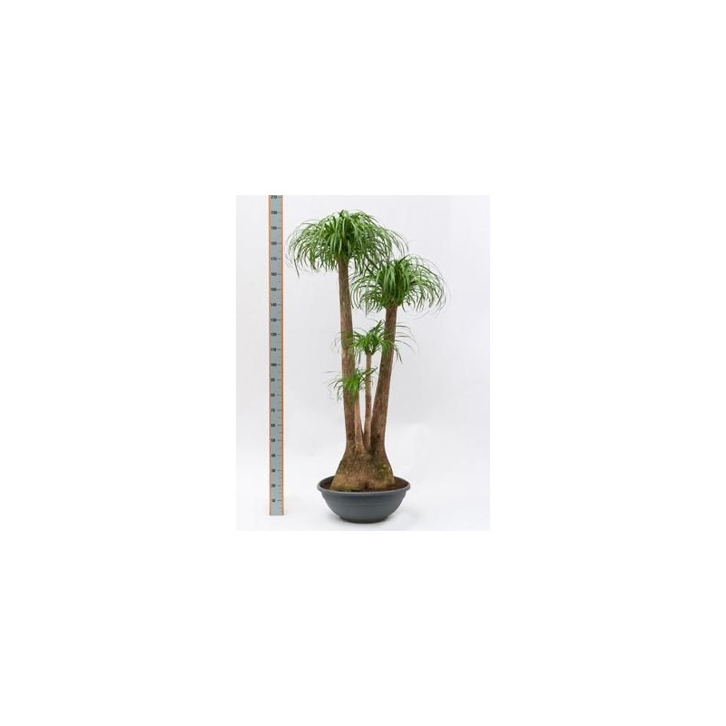 Beaucarnea recurvata Beaucarnea recurvata