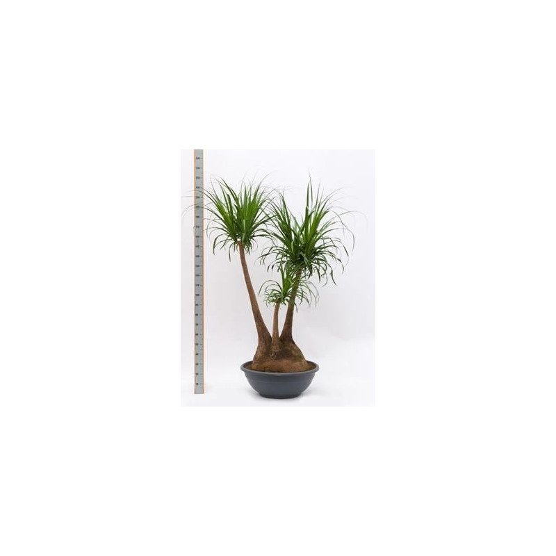 Beaucarnea recurvata Beaucarnea recurvata