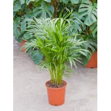 Areca lutescens