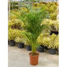 Areca lutescens