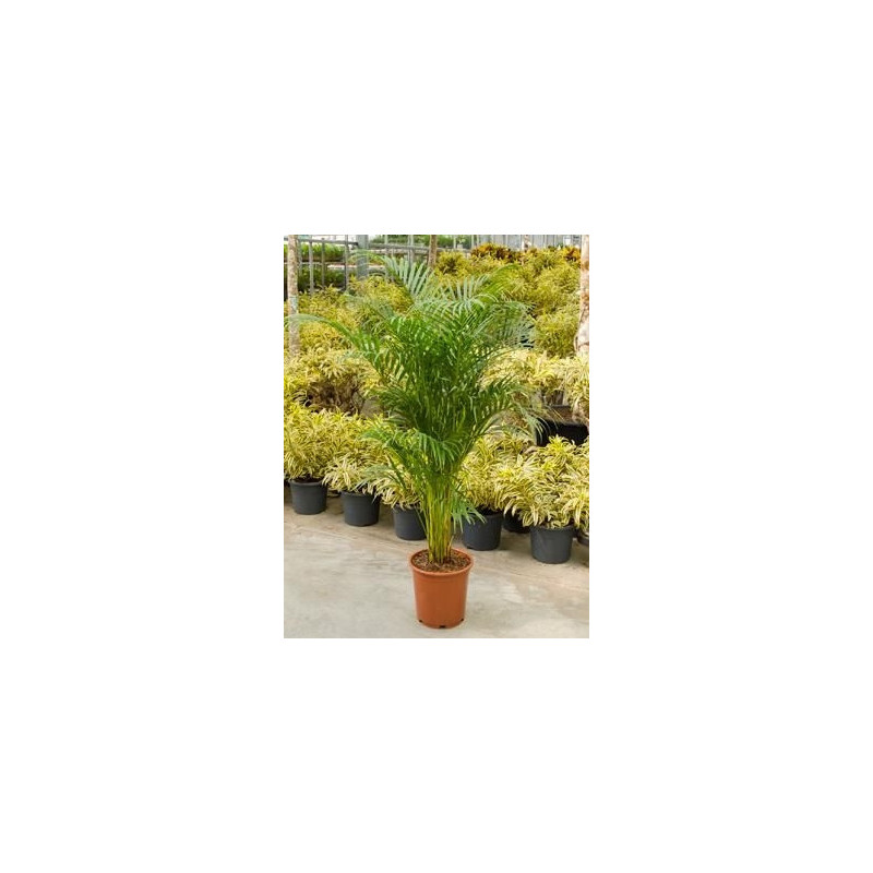 Areca lutescens