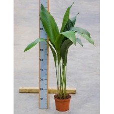 Aspidistra aliator