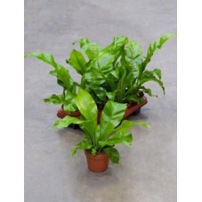 Asplenium  nidus  ( le lot de 3 )