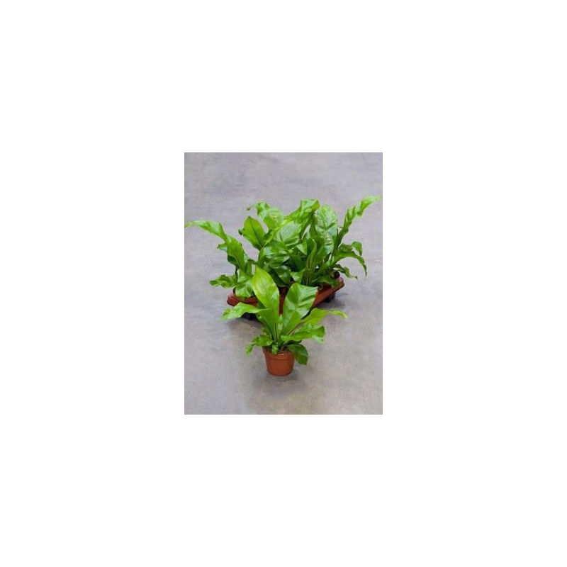 Asplenium nidus ( le lot de 3 ) Asplenium nidus ( le lot de 3 )