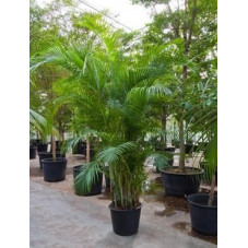 Areca lutescens en 300 cm