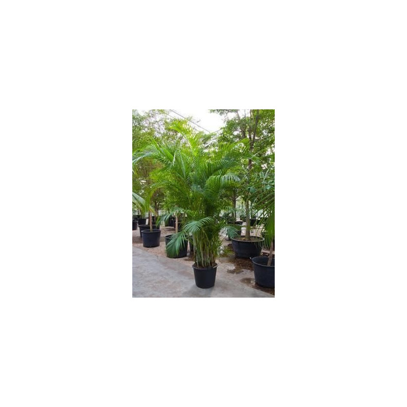 Areca lutescens en 300 cm